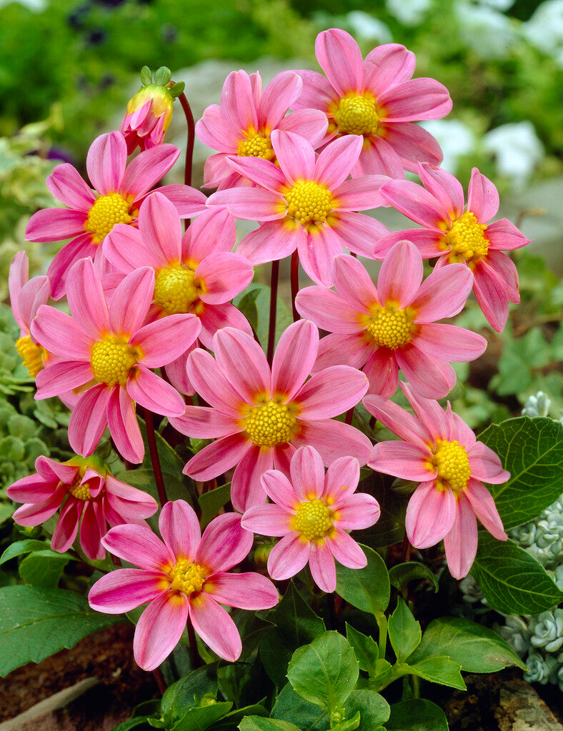 Dahlia Special Top Mix Rosa 1-pakning